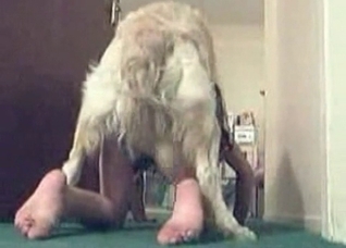 Dog showing its incredible fuck skills