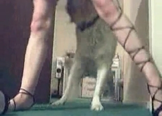 Dog showing its incredible fuck skills
