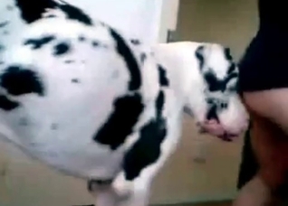 Bestiality banging with a skilled doggo