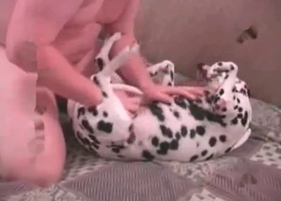 Tiny dog gets it up the ass on camera