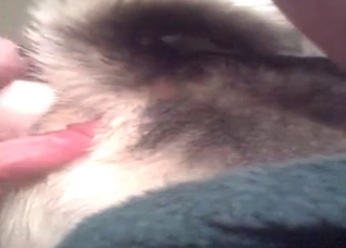 Tiny dog's tight ass is getting gaped tonight