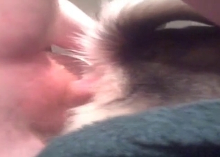 Tiny dog's tight ass is getting gaped tonight