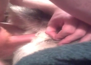 Tiny dog's tight ass is getting gaped tonight