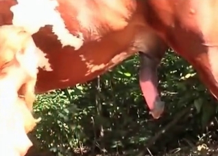 Horse cock to gape this little slut on cam