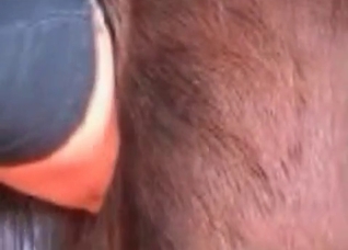 Gorgeous-looking horse is about to fuck a guy