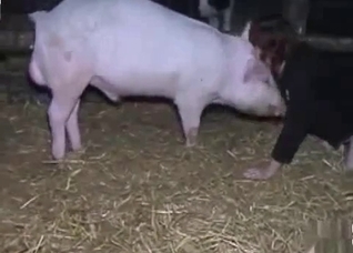 Kinky zoophilic slut enjoying a pig's weird dick