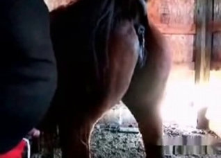 Outrageously hot fucking session with a horse