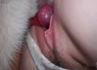 Incredibly hairy dog enjoying anal fucking