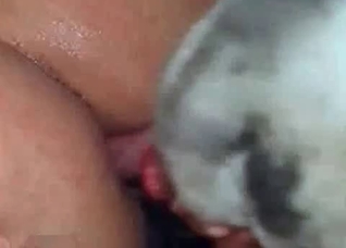 Kinky doggo enjoying banging in the bedroom