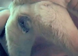White mutt enjoying hardcore anal sex