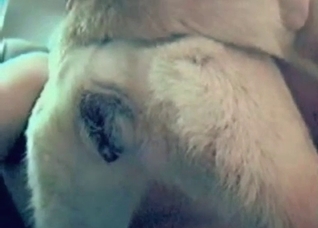 White mutt enjoying hardcore anal sex