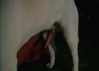 Dirty bestiality fun with a perverted zoophile