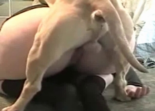 Lustful puppy is all about energetic fucking