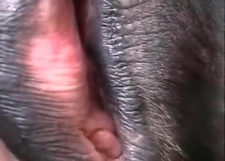 Sexy stallion enjoying ruthless anal penetration