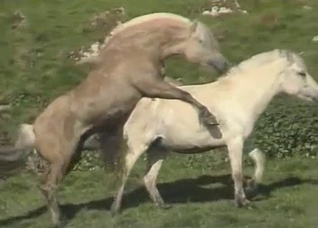 Two beautiful horses fucking outdoors