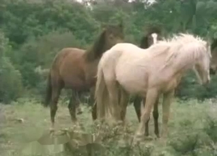 Horses enjoying their hardcore romp