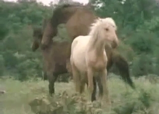 Horses enjoying their hardcore romp