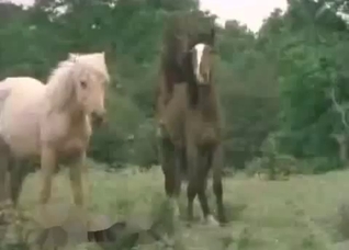 Horses enjoying their hardcore romp