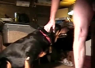 Assertive alpha male fucks a doggo