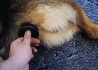 Toy fucking a dog's tight pussy on cam