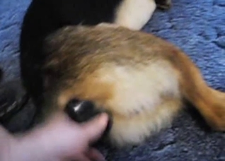 Toy fucking a dog's tight pussy on cam