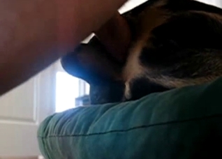 Throbbing cock penetrating animal hole