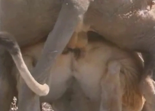 Lusty lioness taking that cock from behind