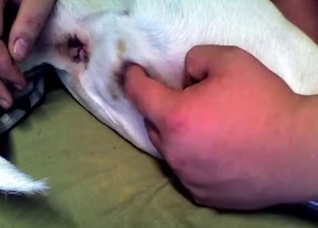 Eager animal hole is perfect for fingering