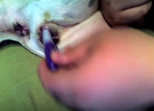 Eager animal hole is perfect for fingering