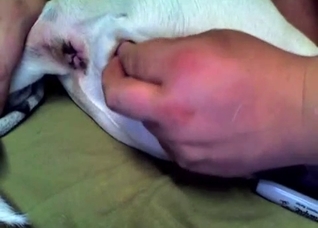 Eager animal hole is perfect for fingering