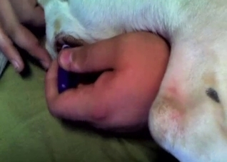 Eager animal hole is perfect for fingering