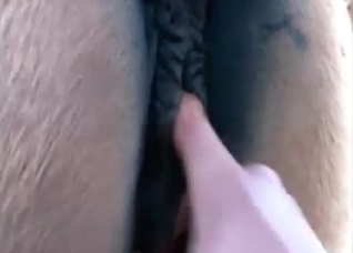 Dude shoves his fingers up horse's pussy