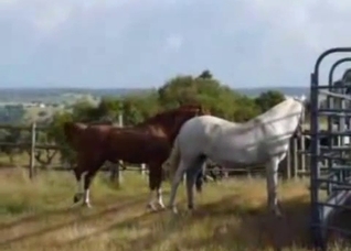Two horses enjoying raw sex outdoors