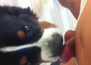 Dude gets a blowjob from his dog