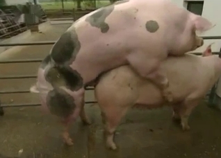 Two pigs enjoying a hardcore romp