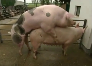 Two pigs enjoying a hardcore romp