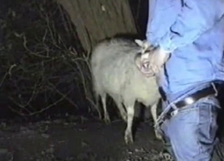 Canadian tuxedo dude fucks his goat