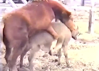 XXX zoophile porn with a pony that fucks a donkey