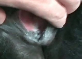 Massive cum load by a massively horny dog
