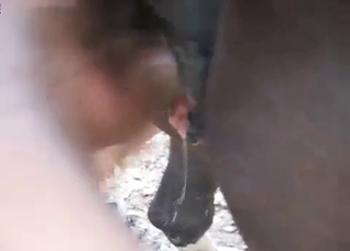 Hung horse destroying that human asshole