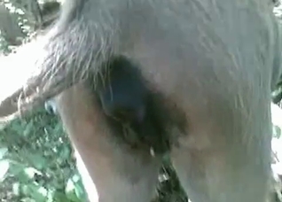 Amazing-quality POV bestiality banging in HD