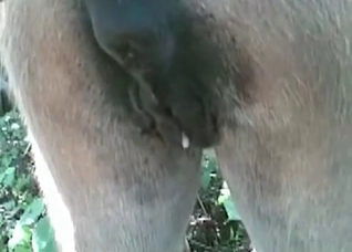 Amazing-quality POV bestiality banging in HD