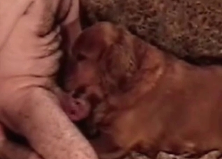Incredible cock getting sucked by a cute pup