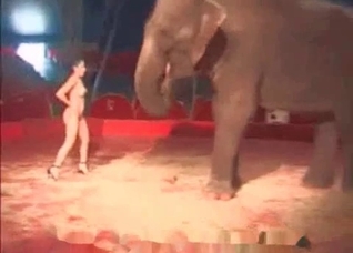 Gorgeous babe fucking a fucking elephant