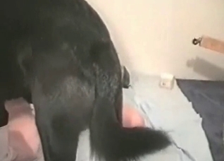 Pussy getting gaped by a veiny dog dick