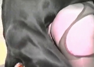 Amazing-looking animal enjoying anal fucking