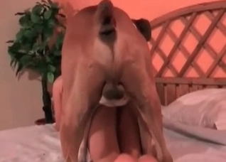 Insanely sexy doggo seduced by a horny chick