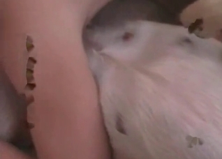 Dog Gets A Nice Sloppy Passionate Rimjob Dog Gets A Nice Sloppy Passionate Rimjob