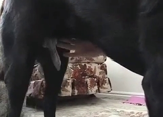Cute dog makes this slut cum hard