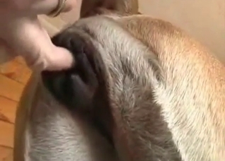 Doggo that enjoys deep anal fingering